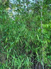 Ichnanthus breviscrobs