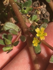 Portulaca oleracea