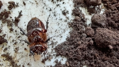 Archophileurus