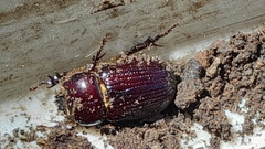 Archophileurus