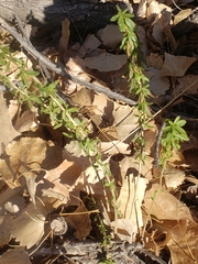 Cruciata glabra