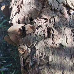 Isognomon alatus