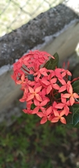 Ixora coccinea