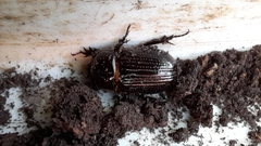 Archophileurus