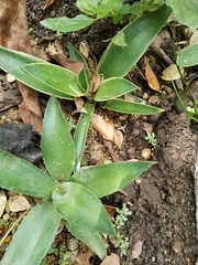 Agave vivipara