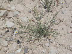 Aphanostephus skirrhobasis