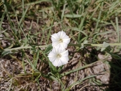 Convolvulus hermanniae
