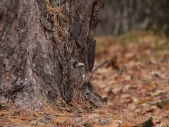 Certhia brachydactyla