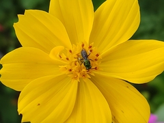 Calloceratina