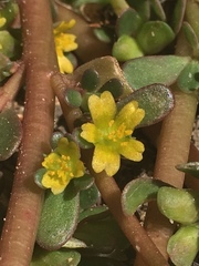 Portulaca oleracea