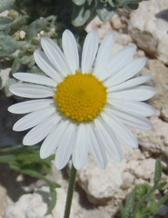 Aphanostephus skirrhobasis