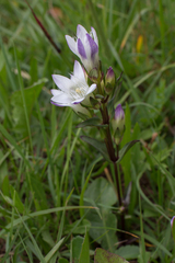 Gentianella rhaetica
