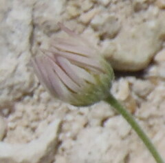 Aphanostephus skirrhobasis