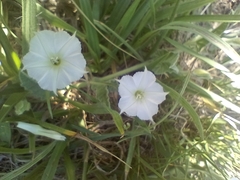Convolvulus hermanniae