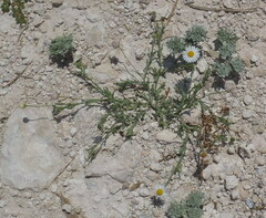 Aphanostephus skirrhobasis