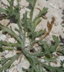Aphanostephus skirrhobasis
