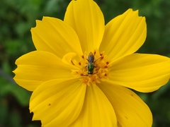 Calloceratina