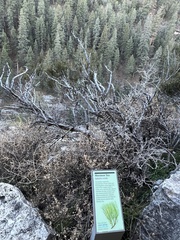 Ephedra viridis