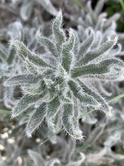 Echium angustifolium
