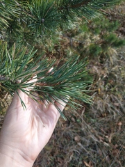 Pinus nigra pallasiana