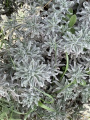 Echium angustifolium