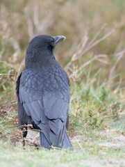 Corvus corone