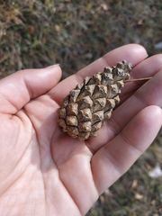 Pinus nigra pallasiana