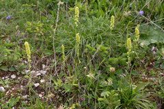 Tofieldia calyculata