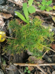 Acacia brownii