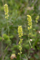Tofieldia calyculata