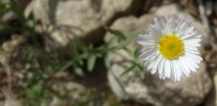 Erigeron modestus