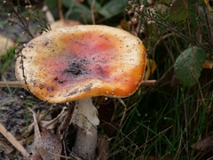 Amanita muscaria