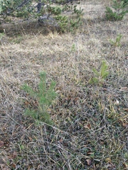 Pinus nigra pallasiana