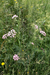 Pimpinella major
