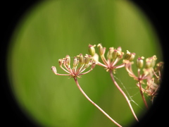 Trocdaris verticillatum