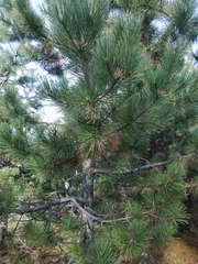 Pinus nigra pallasiana