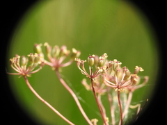 Trocdaris verticillatum