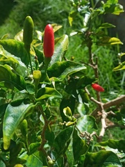 Capsicum