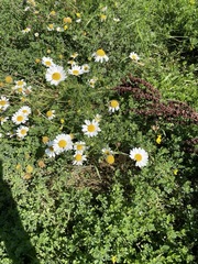 Tripleurospermum inodorum