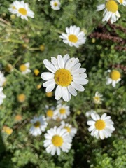 Tripleurospermum inodorum
