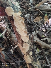 Byssomerulius corium