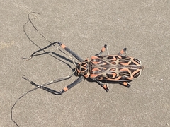 Acrocinus longimanus