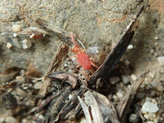 Trombidiformes
