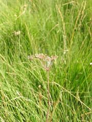 Trocdaris verticillatum