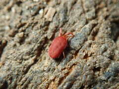 Trombidiformes