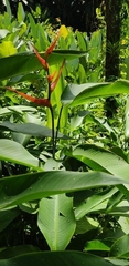 Heliconia latispatha