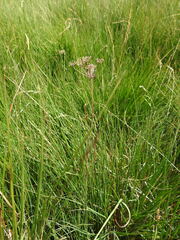 Trocdaris verticillatum