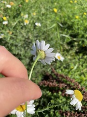 Tripleurospermum inodorum