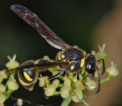 Eumenes coronatus