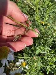 Tripleurospermum inodorum